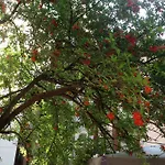Kaleiçi